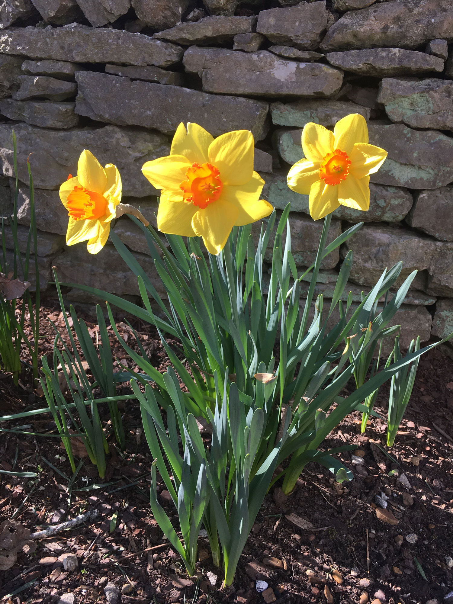 Old Town Historic Daffodil Project Old Town