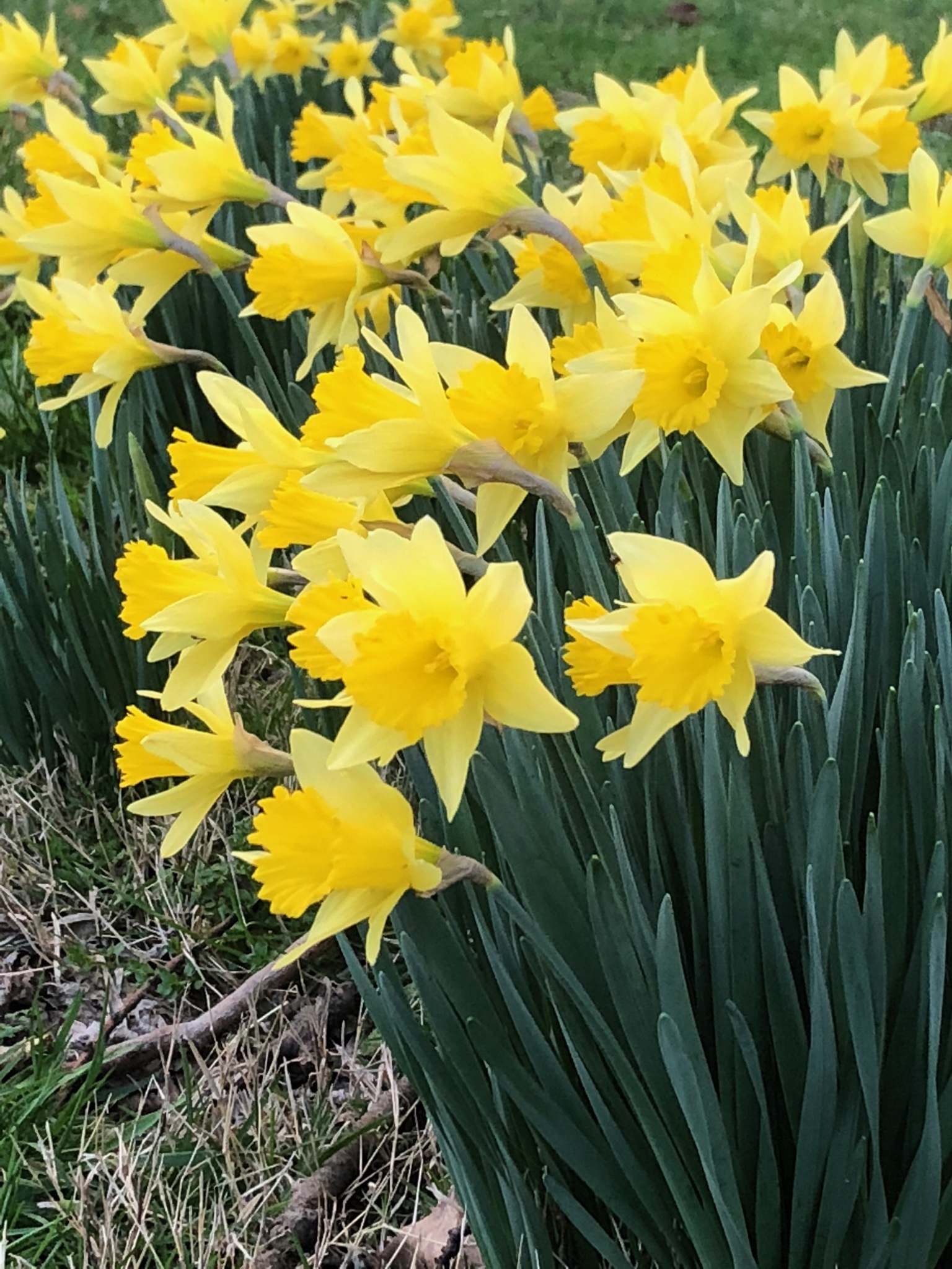 Old Town Historic Daffodil Project Old Town