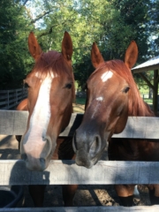 Horses at Old Town use this pic