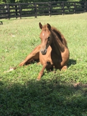 Horses at Old Town use this pic