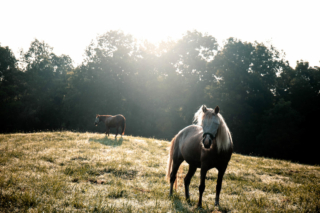 Horses at Old Town