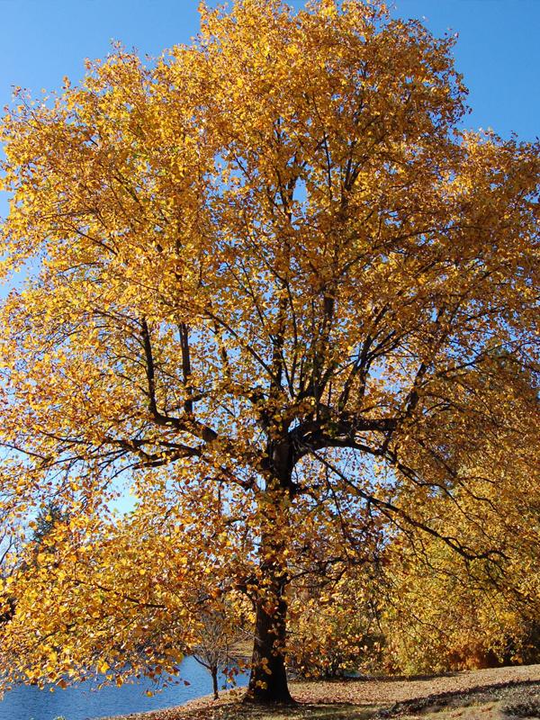 Tulip Poplar Old Town