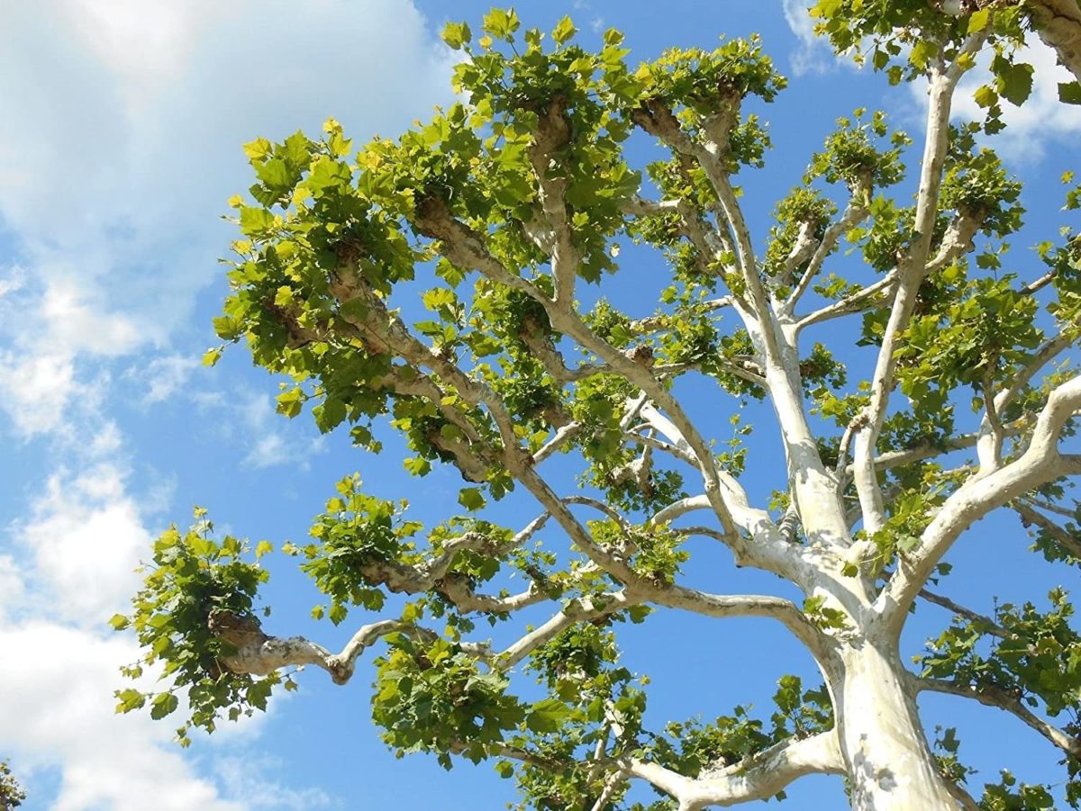 American Sycamore Old Town