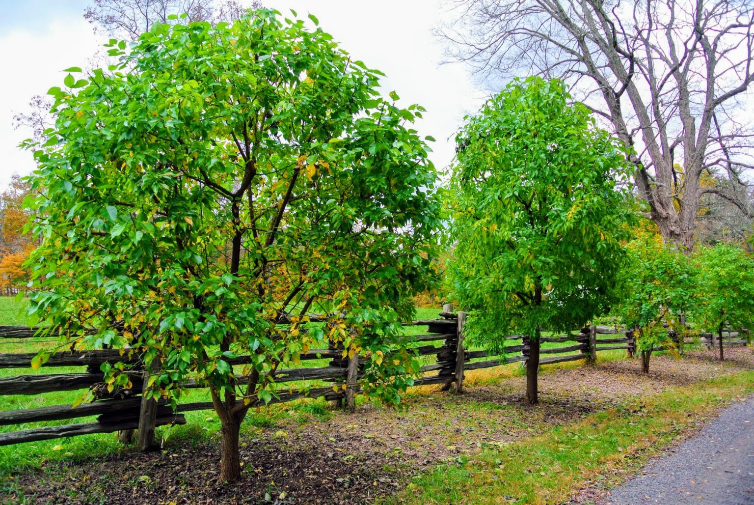 Osage Orange Old Town