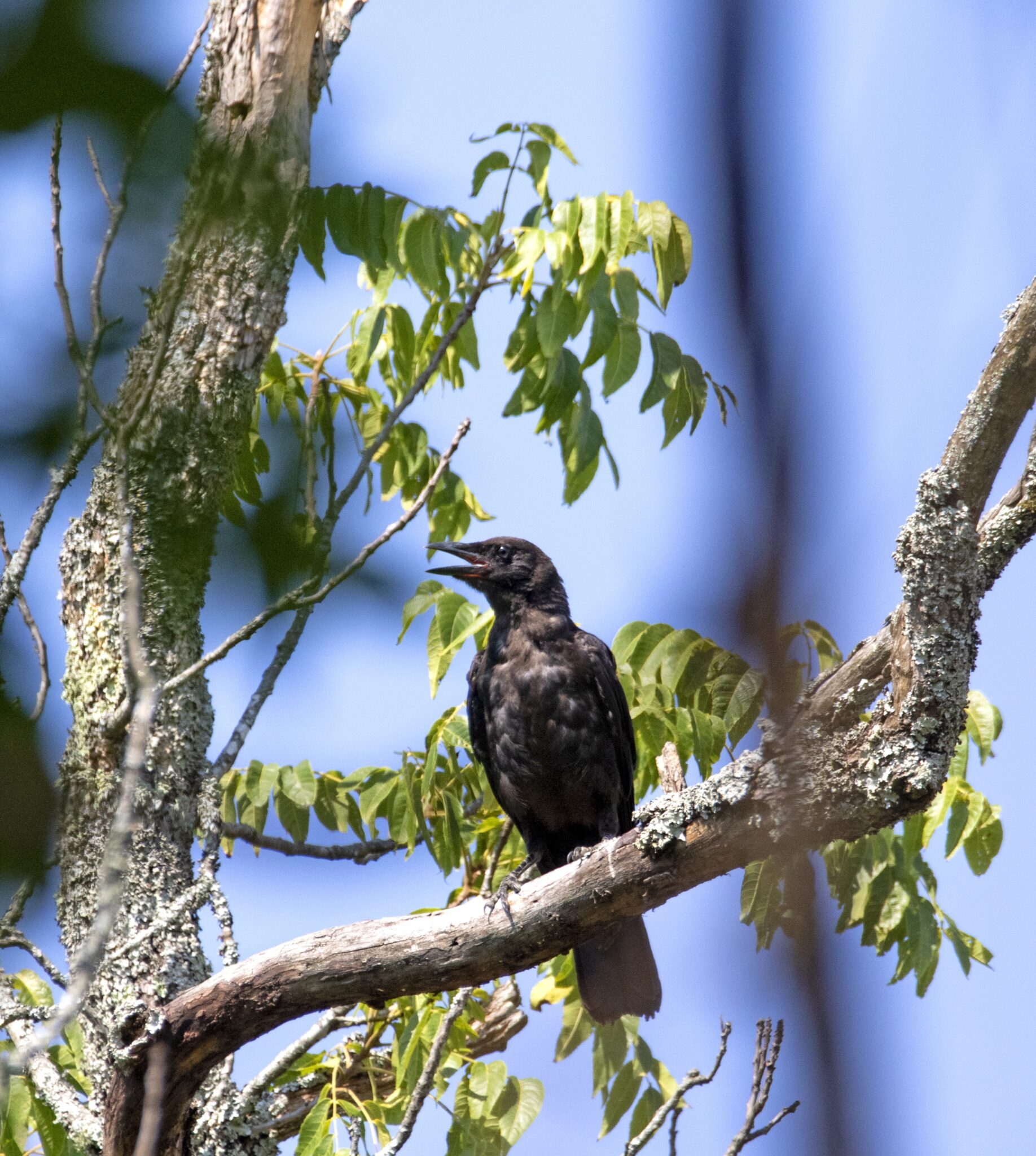 American Crow, photographed at Old Town in 2022
