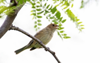 Indigo Bunting