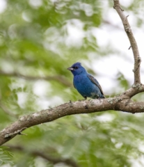 Indigo Bunting