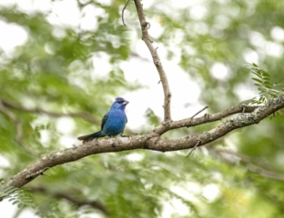 Indigo Bunting