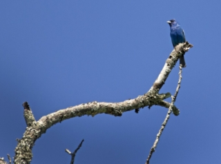 Indigo Bunting