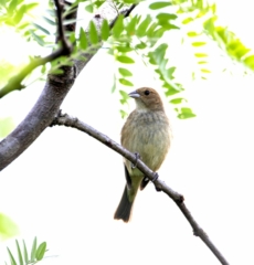 Indigo Bunting