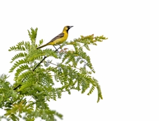 Orchard Oriole