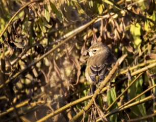 Palm Warbler