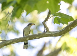 Yellow-billed Cuckoo