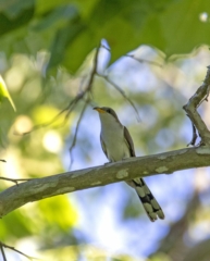 Yellow-billed Cuckoo